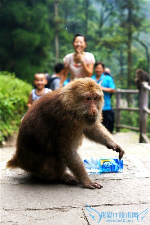 四川峨眉山游记:最霸道最无赖的猴子