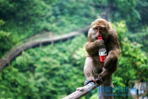 四川峨眉山游记:最霸道最无赖的猴子