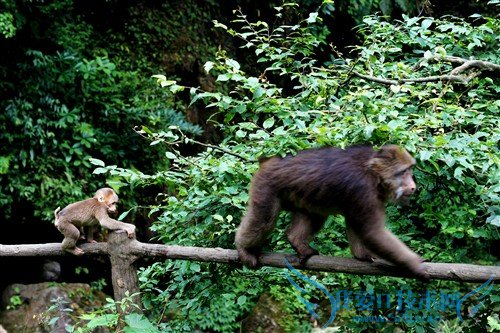 四川峨眉山游记:最霸道最无赖的猴子