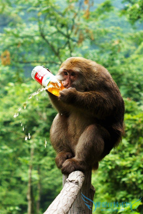 四川峨眉山游记:最霸道最无赖的猴子