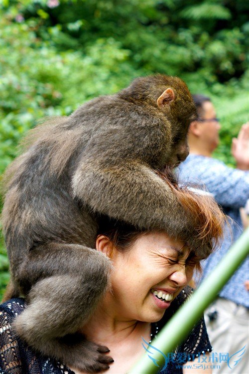 四川峨眉山游记:最霸道最无赖的猴子