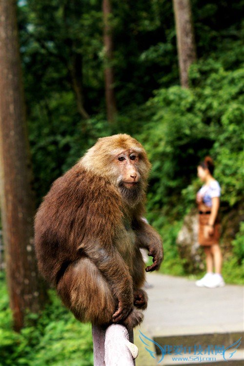 四川峨眉山游记:最霸道最无赖的猴子