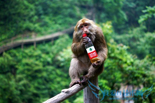 四川峨眉山游记:最霸道最无赖的猴子