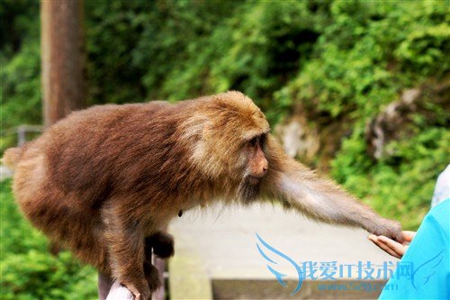 四川峨眉山游记:最霸道最无赖的猴子