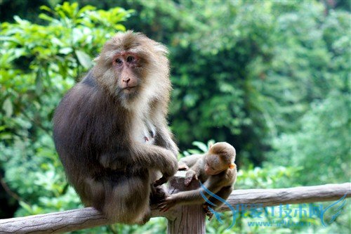 四川峨眉山游记:最霸道最无赖的猴子