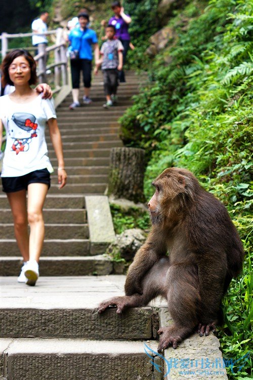 四川峨眉山游记:最霸道最无赖的猴子