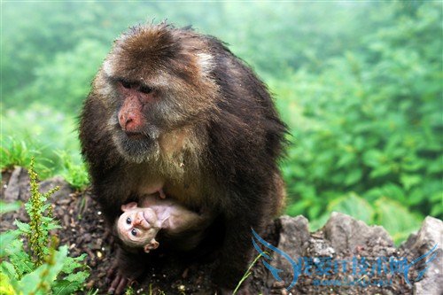 四川峨眉山游记:最霸道最无赖的猴子