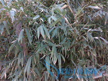 升级不止一点点 红米Note3全网通版体验