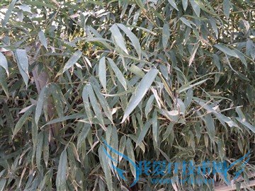 升级不止一点点 红米Note3全网通版体验