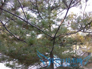 升级不止一点点 红米Note3全网通版体验