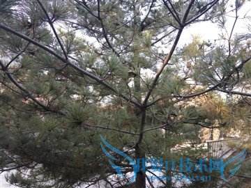 升级不止一点点 红米Note3全网通版体验