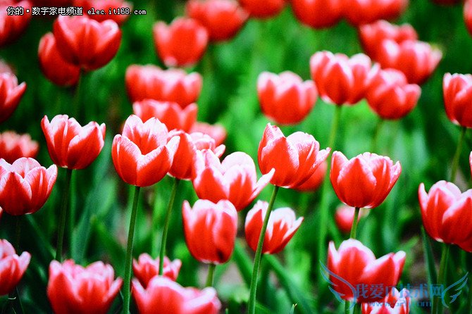 画质如何?实测解析