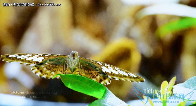 丰富的视频资源