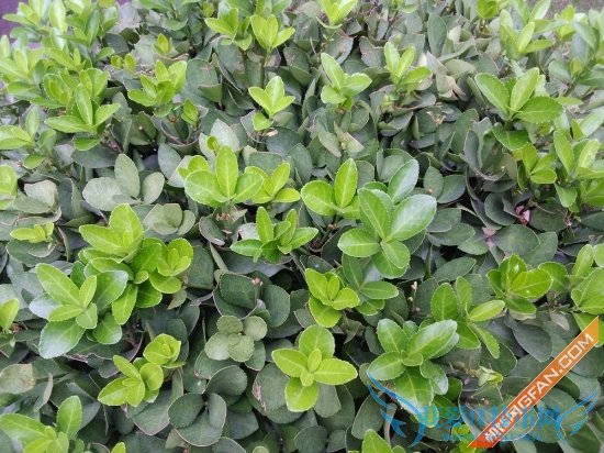 ɫʻԭɫ еȾȵĿҲȽϺ