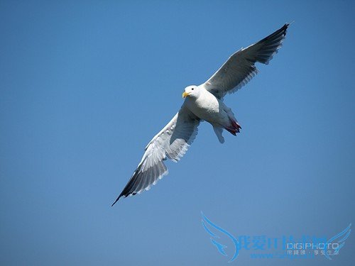 什么是陷阱式对焦 我爱IT技术网教程