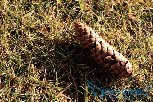 新手如何拍出好照片的6个必备因素 我爱IT技术网