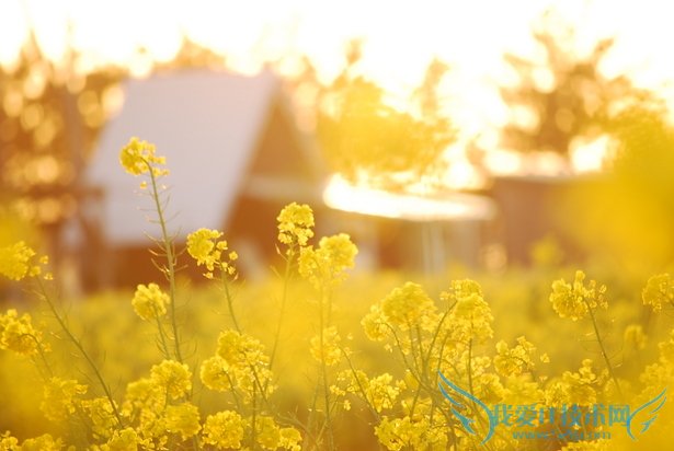 教你如何用卡片机拍出单反效果 我爱IT技术网