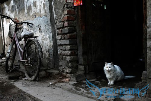 胡同里的猫