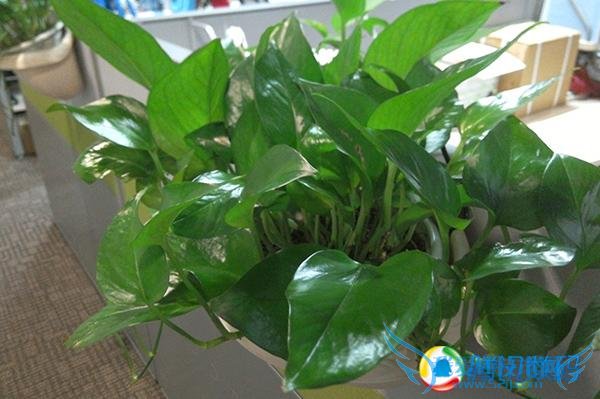 YOGA平板2评测 大幅度升级配得上旗舰定位