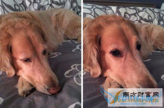 iPad Air 2/iPhone 6ԱȣֻȻʤ