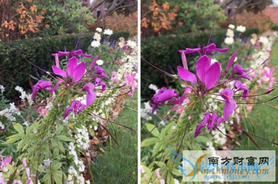 iPad Air 2/iPhone 6ԱȣֻȻʤ