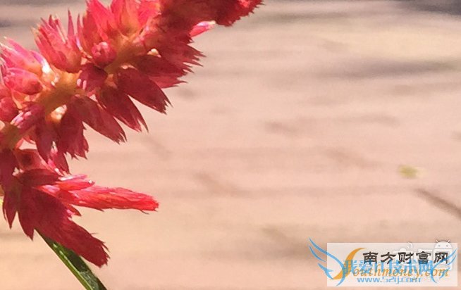 iPhone 6s Plus,拍照对比,6 Plus,差别大吗