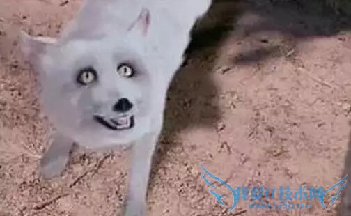 ëǮЧʲô˼ ʲôëǮЧ