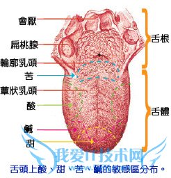 肥味儿是什么意思?有种新的味道叫肥味儿