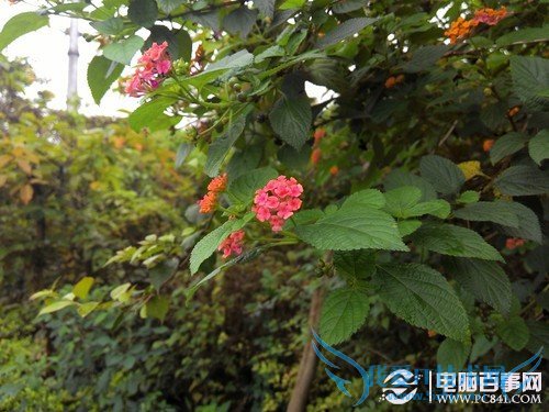 联想K900超级相机使用指南 功能大进化 联想K900超级相机使用技巧