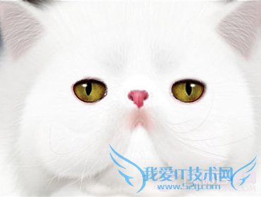 photoshop ̬Сèͷ ҰIT