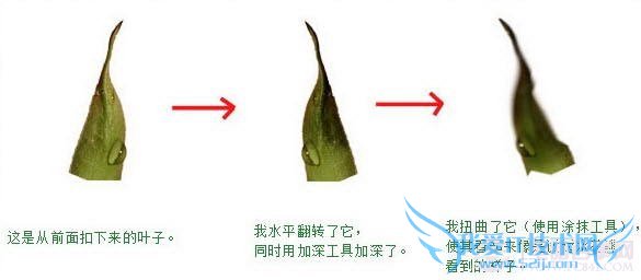 PS合成教程-滴水玫瑰的制作【教学步骤15】