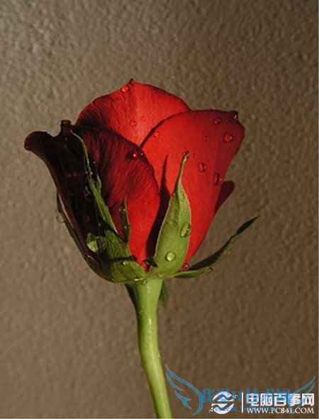 PS合成教程-滴水玫瑰的制作【原图01】