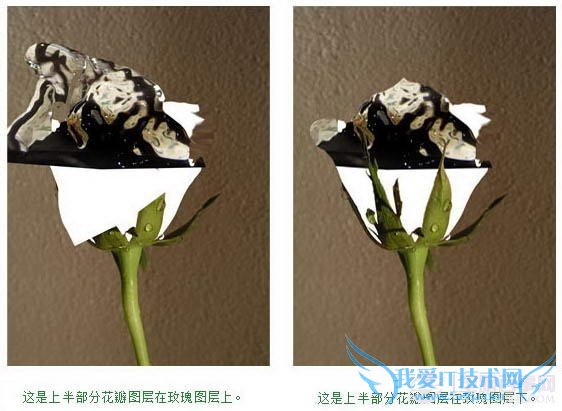 PS合成教程-滴水玫瑰的制作【教学步骤08】