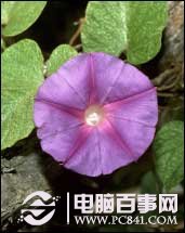 PS抠图技巧:图像去除背景方法