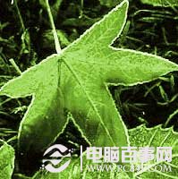 PS抠图技巧:图像去除背景方法