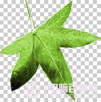 PS抠图技巧:图像去除背景方法