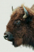 PS抠图技巧:图像去除背景方法