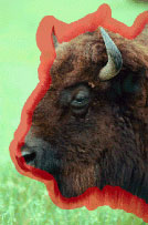 PS抠图技巧:图像去除背景方法