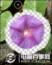 PS抠图技巧:图像去除背景方法