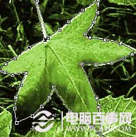 PS抠图技巧:图像去除背景方法