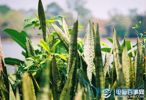 PSСµɫ̳̣С·ĵɫ˼·_1_1