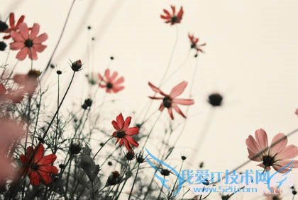 Ψphotoshopɫ̴̳󼯺