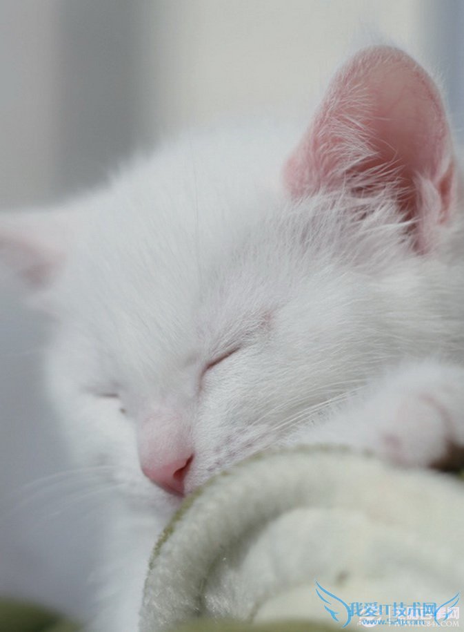 教你用PS轻松锐化猫咪的毛发