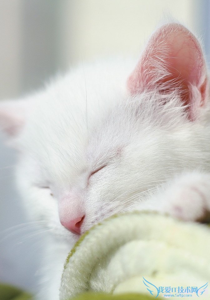 教你用PS轻松锐化猫咪的毛发 www.pc841.com