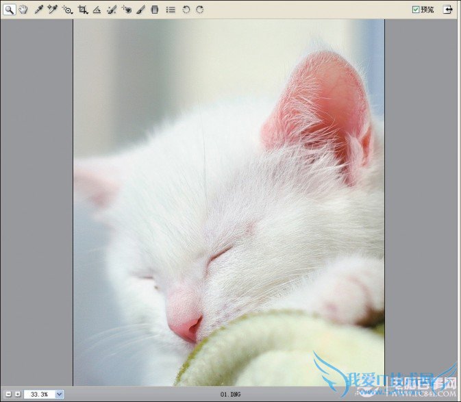 教你用PS轻松锐化猫咪的毛发