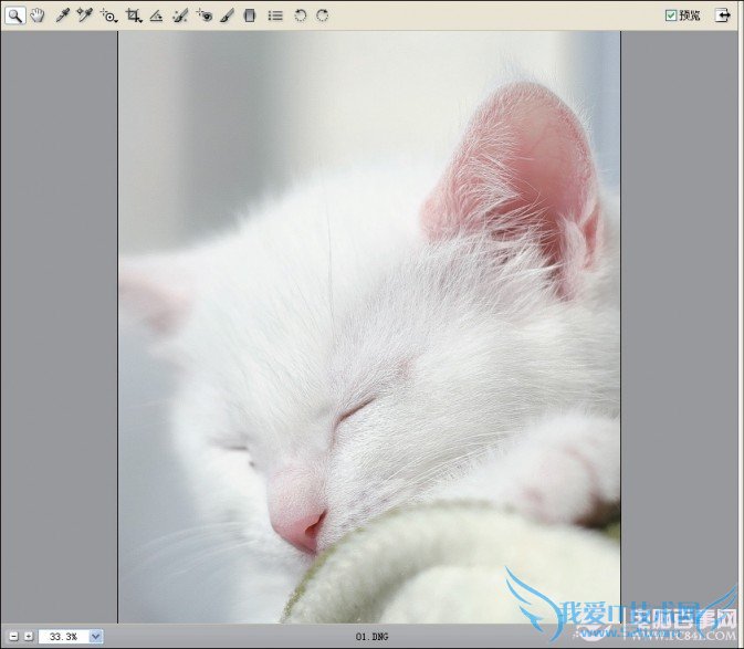 教你用PS轻松锐化猫咪的毛发