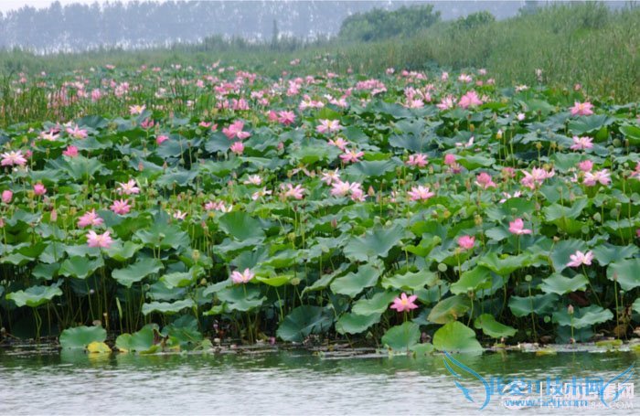 PhotoshopΪˮͼƬƯĺҶ