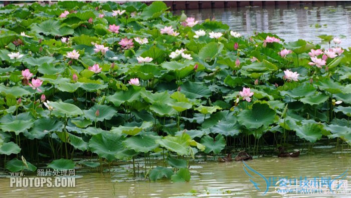 PhotoshopΪˮͼƬƯĺҶ