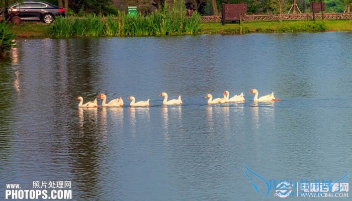 PhotoshopΪˮͼƬƯĺҶ