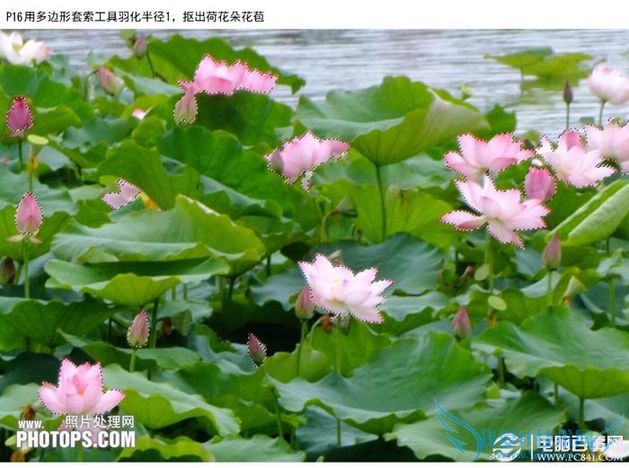 PhotoshopΪˮͼƬƯĺҶ